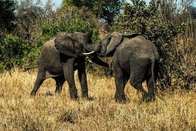 Bundox Big 5 Morning Game Drive - Cancellation Policy and Weather Conditions
