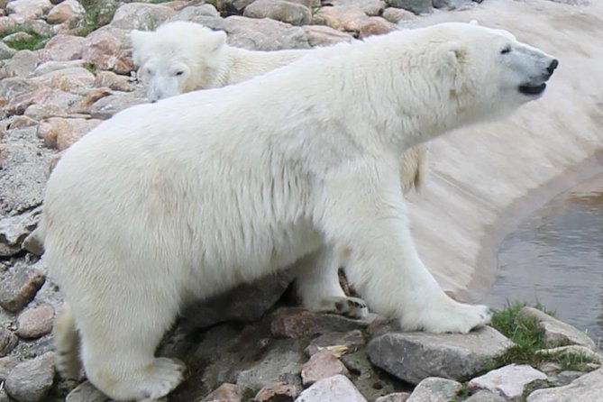 Bus to Ranua Zoo From Rovaniemi - Shuttle Service Details