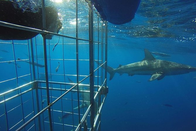 Caged and Cageless Shark Snorkelling on Durbans Aliwal Shoal - Cancellation Policy
