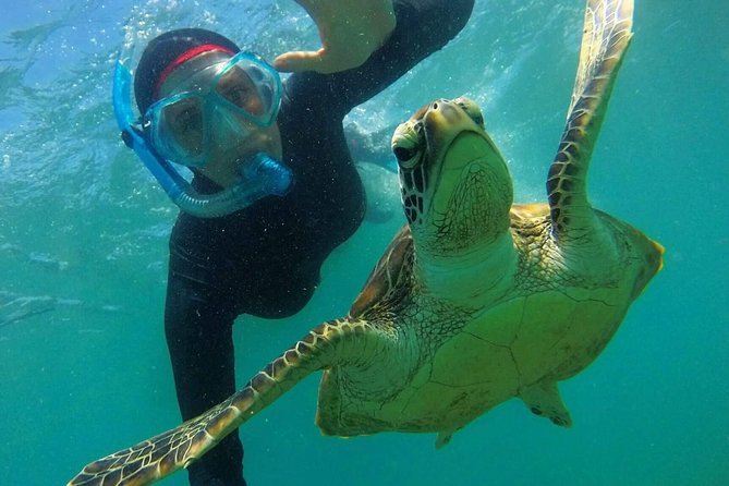 Cairns to Fitzroy Island Stand-Up Paddleboard, Snorkeling Tour (Feb ) - Inclusions and Itinerary