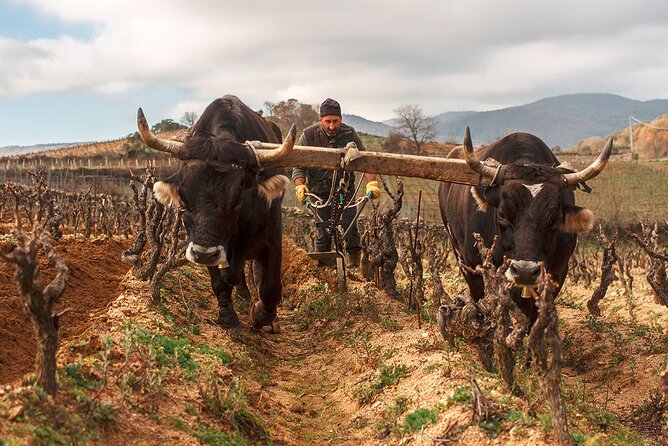 Cannonau Wine Experience in Sardinia - Educational Winery Visit Details