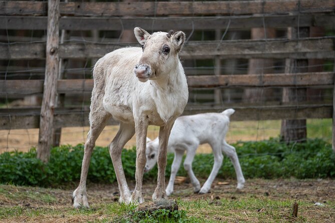 Canoe Trip to the Reindeer Farm - Traveler Restrictions and Requirements