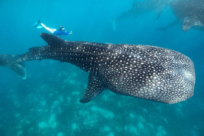 Canyoneering With Whale Shark Encounter - Cancellation Policy