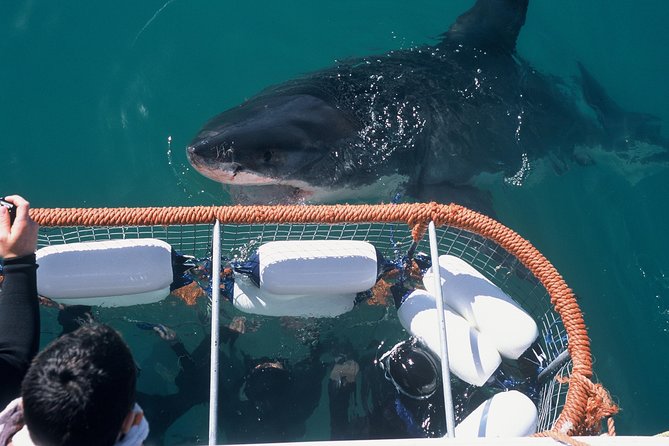 Cape Town 3 Day Attraction Tours: Shark Diving & Cape Peninsula & Wine Tasting - Meeting and Pickup