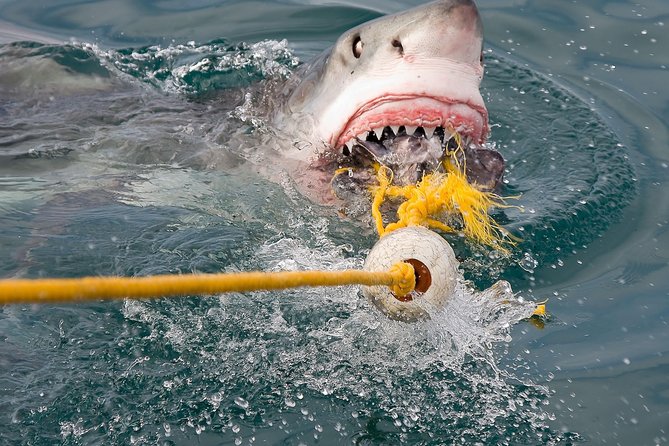 Cape Town 5-Day Garden Route Tour Including Shark Cage Diving - Transportation and Accommodation