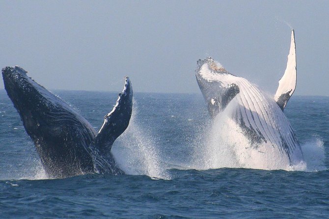 Cape Town, Shark Cage Diving Full Day Tour Combo On The Boat - Tour Itinerary