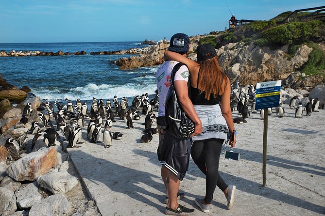 Cape Town: Shark Cage Diving & Penguins Tour to Gansbaai With Private Transfers - Ultimate Wildlife Adventure