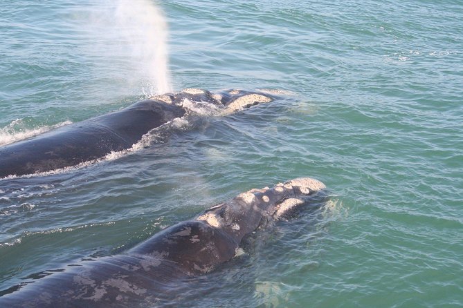 Cape Town: Whale-Watching Experience - Boat Tour Details