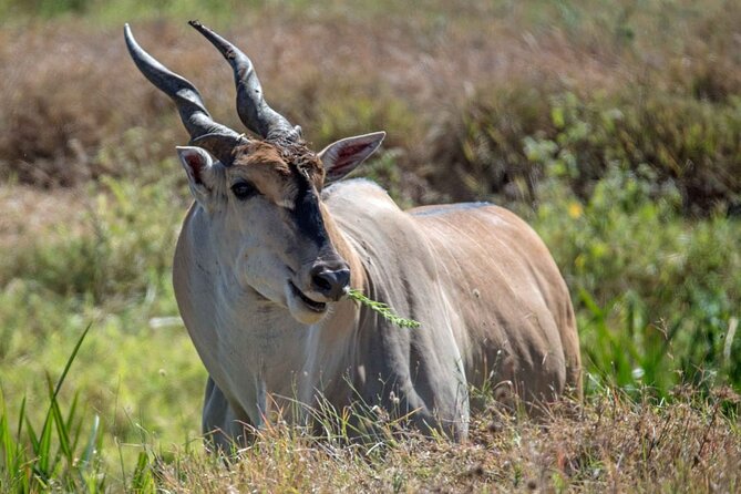 Captivating Safari Lion Park Experience (Half Day Guided Tour) - Positive Reviews of the Guided Tour