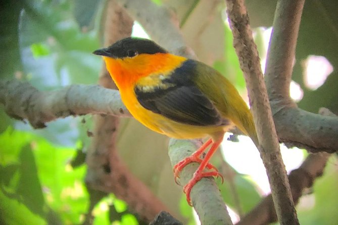 Carara National Park Tour - Booking Information