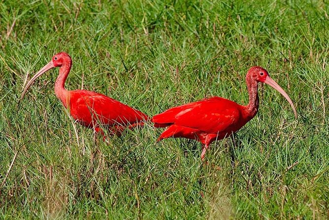 Caroni Swamp Wildlife Tour - Spotting Birds, Mammals, and Reptiles