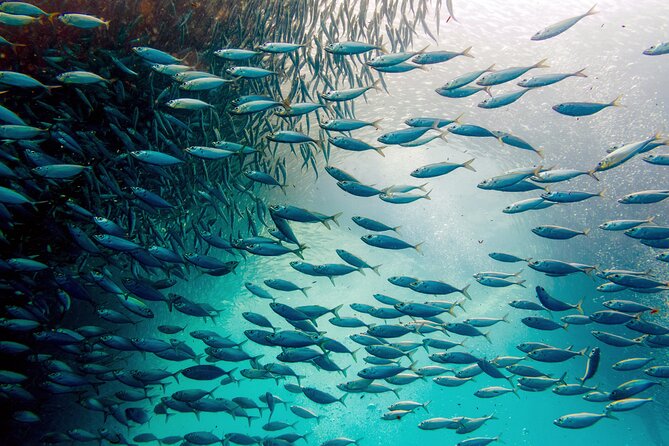 Cebu: Moalboal Sardine Run & Turtle Snorkeling Adventure Private - Itinerary