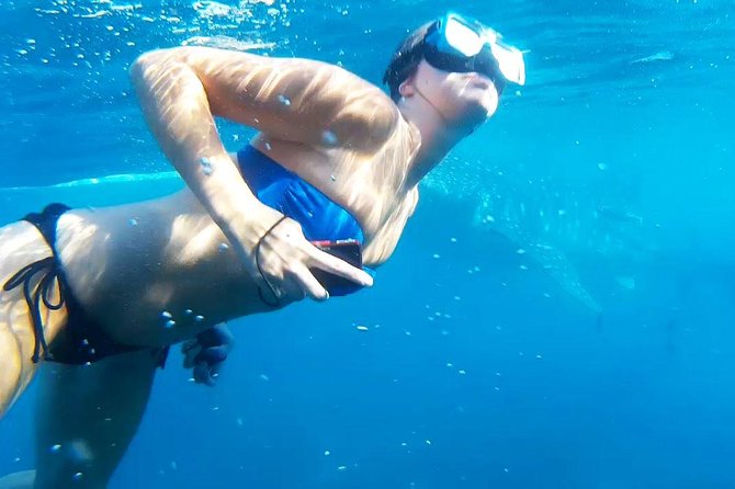Cebu Whale Shark Interaction Moalboal Sea Turtles and Sardines Run - Customer Reviews