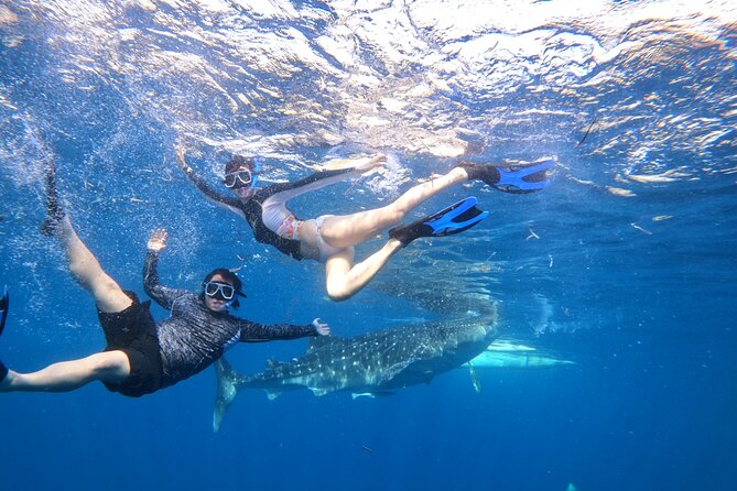 Cebu Whaleshark Journeys - Tour Details