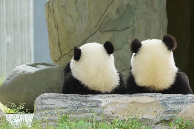 Chengdu Giant Panda Breeding Research Base Ticket - Booking Process and Experience Duration