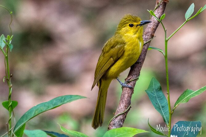 Chennai Private Birding and Photography Walk (Feb ) - Detailed Tour Itinerary