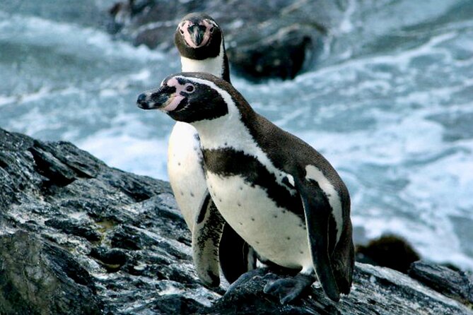 Chile Full Day Adventure Experience (Feb ) - Booking Information