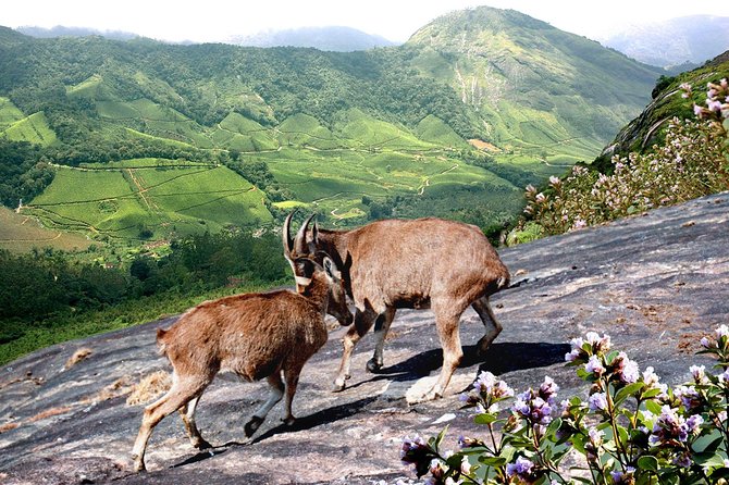Chinnar Wild-life Visiting Tour (Eravikulam National Park) - Visitor Reviews