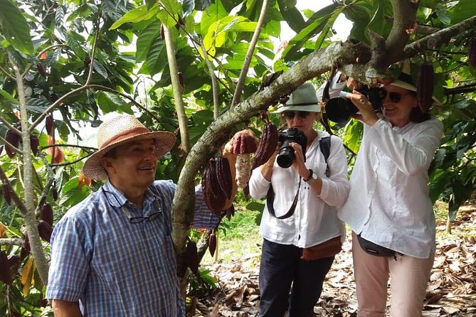Chocolate Tour and Tropical Fruits - Production Process Exploration