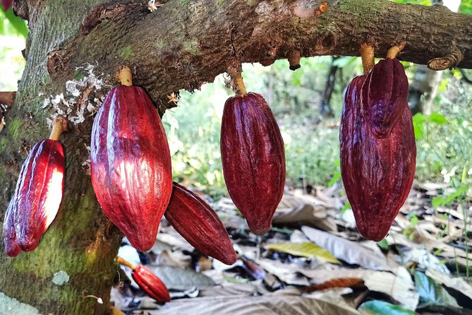 Chocolate Tour Manuel Antonio - Highlights of the Tour