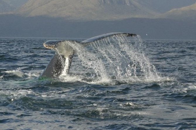 Coloane Marine Park Whale-Watching Boat Trip From Punta Arenas (Feb ) - Seasonal Availability