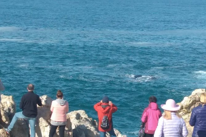 Combo Cape Agulhas Tour and Whales Watching Boat in Hermanus - Tour Details and Inclusions
