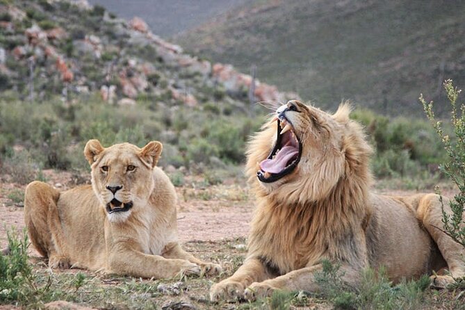 Combo Safari Near Capetown, Vehicle Horseback or Quadbike Outride - Combo Safari Details