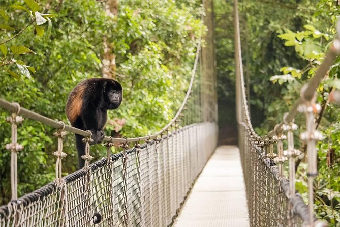 Combo Tour Arenal: Hanging Bridges Hot Springs Waterfall From San José - Customer Feedback and Reviews