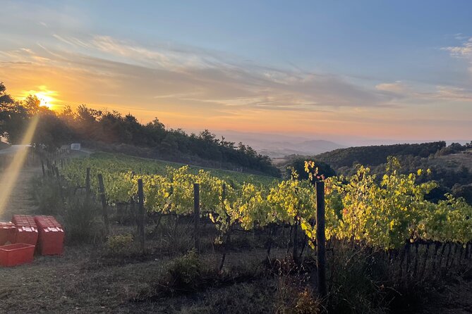 Come Try Our Torre Bisenzio Organic Wines, in the Luxury of Our New Tasting Room - Organic Wines Showcase