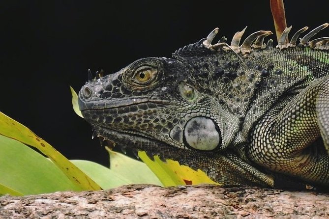 Costa Rica's Enthralling Natural History Excursion - Inclusions and Exclusions