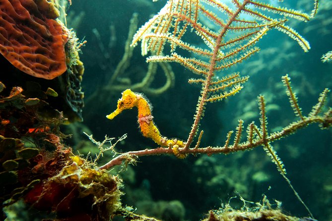 Cruise Excursion – 2 Scuba Dives With Transport (For Certified Divers) - Diving Locations