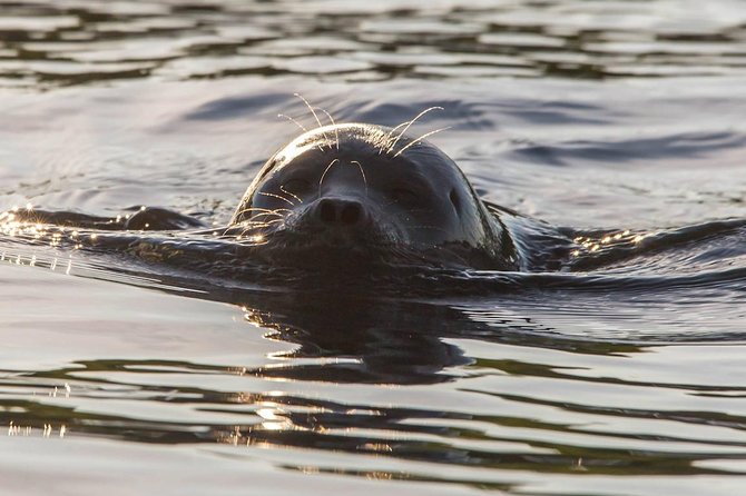 Cruise in Puumala by Lake Saimaa - Select Date and Travelers