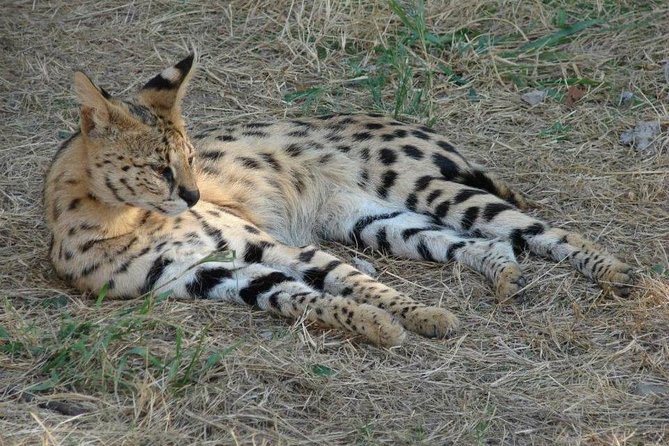 Cruise on Blyde Dam & Moholoholo Rehab Centre Day Tour From Hazyview - Cancellation Policy