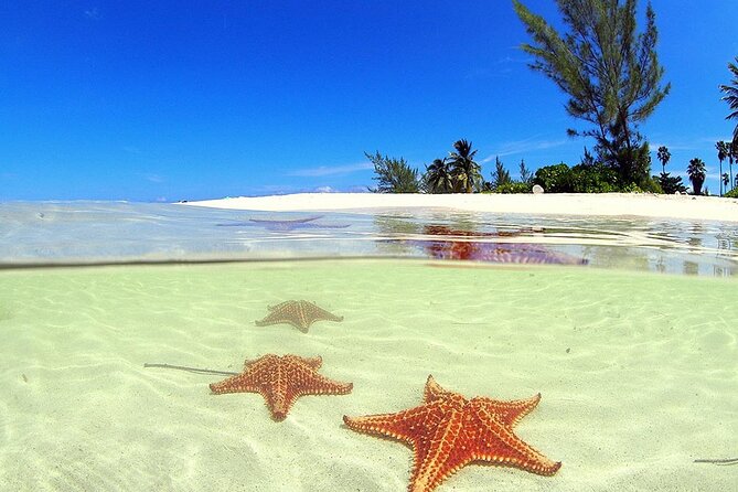 Cruise Ship Shore Tour - Stingray City, Reef Snorkel and Starfish - Starfish Encounter