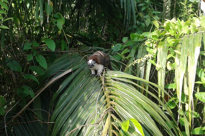 Cruise Shore Excursion Panama: Wildlife Gatun Lake - Wildlife Diversity at Gatun Lake