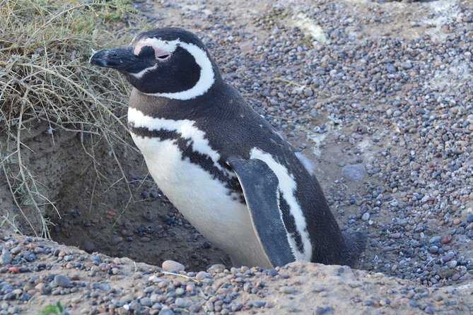 Cruise Shore Excursion Peninsula Valdes - Pto Madryn - Patagonia - Argentina - Tour Overview and Features