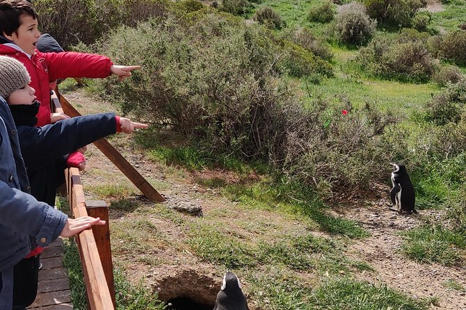 Cruise Shore Excursion Punta Tombo - Tickets Included - Puerto Madryn Patagonia - Inclusions and Amenities
