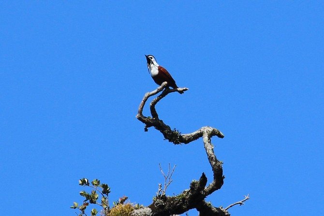 Curi Cancha Birding Tour With Esteban Daily Guided Tours - Inclusions