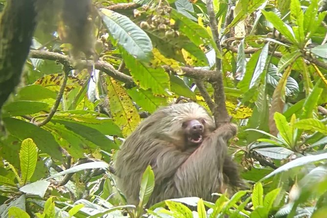 Curi-Field Bird-Watching Tour Semi Private - Tour Pricing and Duration