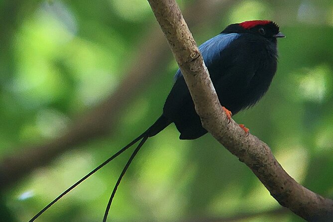 Curicancha Birdwatching Tour - Booking and Reservation Details