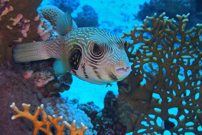 Daily Dive With Dugongs & Turtles at Marsa Mubarak Marsa Alam - Equipment and Dive Options