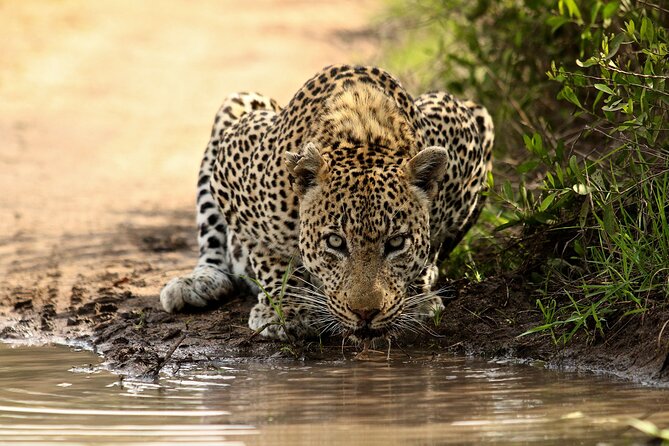 Daily Pilanesberg National Park Private Shuttle Services - Overview of the Service