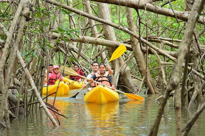 Damas Island Mangrove Kayaking Tour From Manuel Antonio - Mangrove Ecosystem Highlights