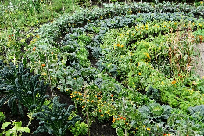 Davao Eden Nature Park Tour With Snacks (6hrs) - Snack Options