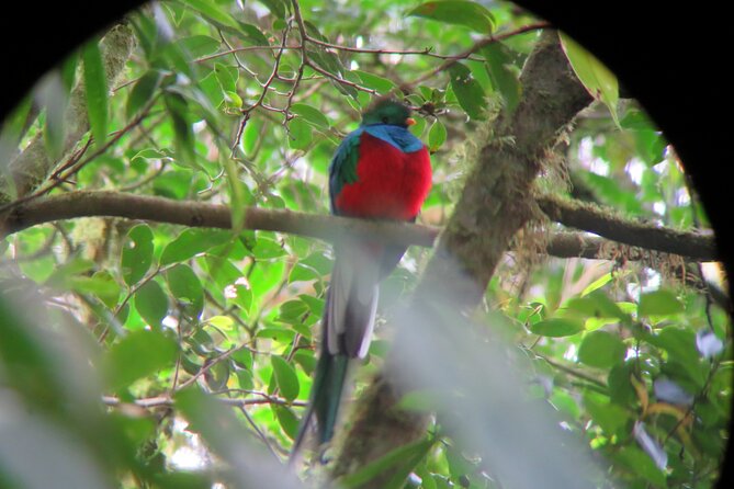 Day and Night Tour Combo by Pasión Costa Rica - Inclusions and Policies