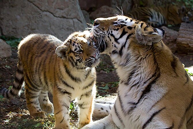 Denver Scavenger Hunt: Hunt Through the Denver Zoo! - App-Based Experience Details