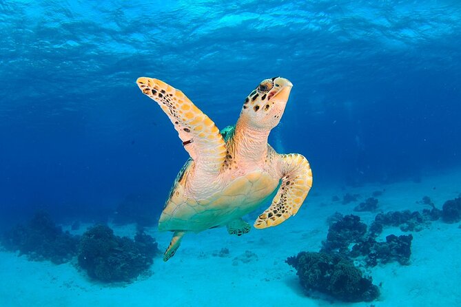 Discover Scuba Diving in Búzios - Participant Requirements
