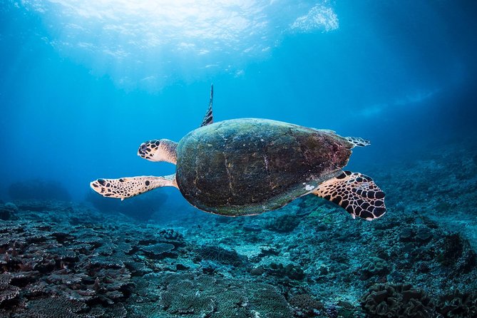 Discover Scuba Diving in Pemuteran - Diving Initiation in Bali (Menjangan Park) - Experience Details and Equipment Included