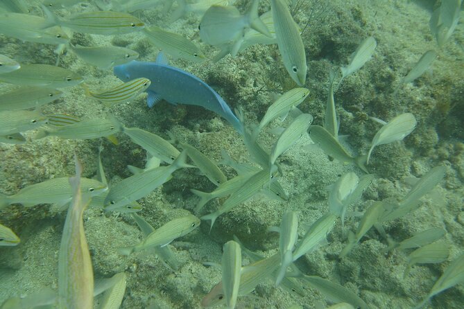 Discover Snorkeling Tour in Panama City - Inclusions