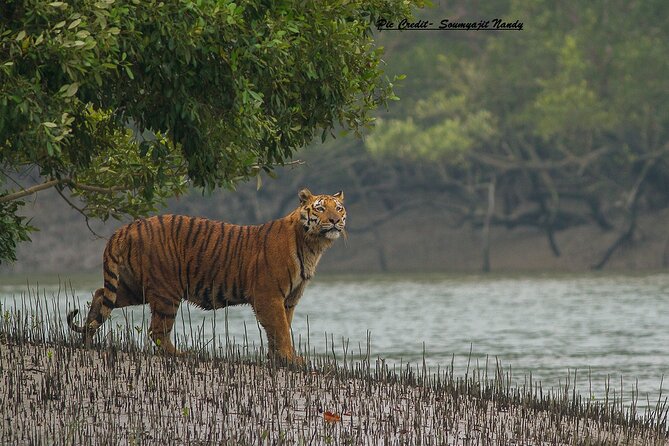 Discover Sundarbans Wildlife in Mangroves Same Day From Kolkata - Itinerary Details